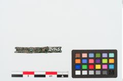 Foto von Bronzenietband (NHMW-PRAE-024945)
